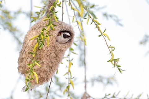 Eurasian Penduline Tit (Remiz pendulinus) male in nest, Saxony-Anhalt, Germany