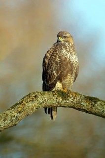 Buzzard, (Buteo buteo), on perch, animals, birds, buzzards, birds of prey, Luisenpark, Mannheim,