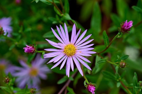 Close-up of purple flower with yellow center and drops of water surrounded by green leaves, Aster,