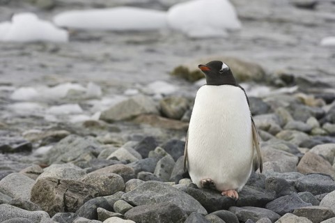 Gentoo Penguin (Pygoscelis papua), Antarctica