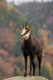An adult Chamois (Rupicapra rupicapra) stands on a rock. A forest in fall foliage is in the