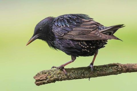 Common Starling (Sturnus vulgaris) perched on a branch, Lower Saxony, Germany