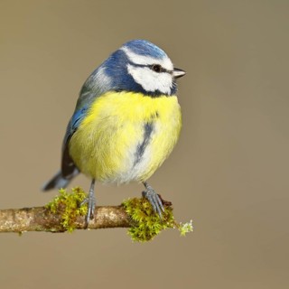 Blue tit (Parus caeruleus), sitting on a branch covered with moss, Wilnsdorf, North