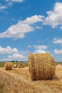 Straw bales on a stubble field, Palatinate, Rhineland-Palatinate, Germany