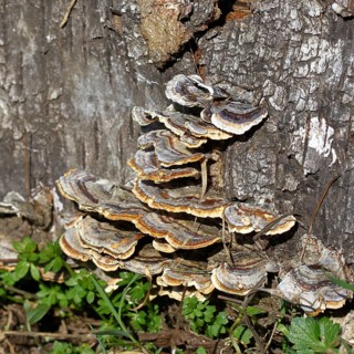 Butterfly Trametes (Trametes versicolor), on a tree stump in the forest, Wilnsdorf, North