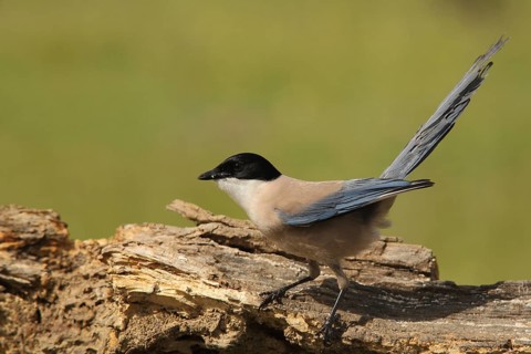 Blue magpie (Cyanopica cyana), Torrejon el Rubio, Monfragüe, Extremadura, Spain