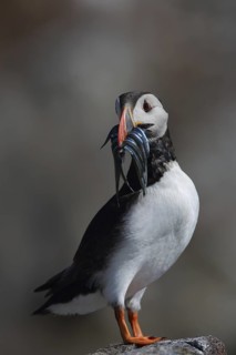 Atlantic Puffin (Fratercula arctica), Scotland, United Kingdom