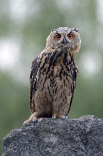 Eurasian Eagle-Owl (Bubo bubo) perched on a stone, North Rhine-Westphalia, Germany