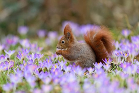 Squirrel, tree squirrel, sitting in a meadow with purple crocuses, crocus, spring, flowers,
