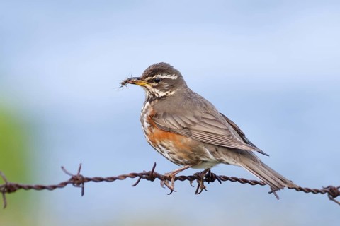 Redwing (Turdus iliacus), Iceland