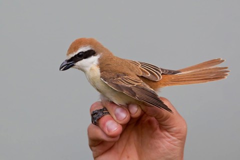 Brown Shrike (Lanius cristatus) male held during ringing, Lake Hovsgol, Mongolia