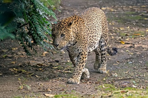 Sri Lanka Leopard (Panthera pardus kotiya), adult, stalking, running, alert, Sri Lanka