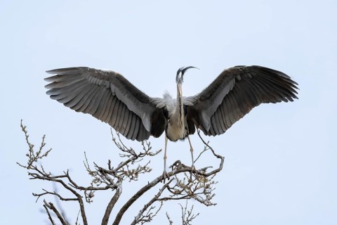 Grey heron (Ardea cinera), sitting on a branch, Vienna, Austria