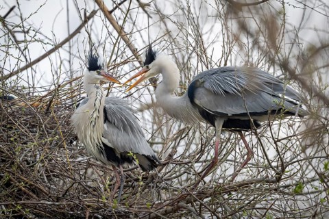Grey heron (Ardea cinera), pair building a nest, Vienna, Austria