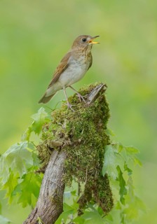 Veery (Catharus fuscescens) singing, perched on a log, Minnesota, USA