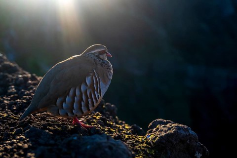 Red-legged partridge (Alectoris rufa), Madeira, Portugal