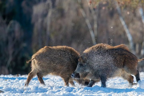 Two young wild boars (Sus scrofa) wrestle with each other in the backlight of the sun in a clearing