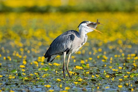 Grey heron (Ardea cinerea) amidst flowering sea pots (Nymphoides peltata) Hungary