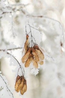Ice crystals from roarfrost on Amur maple (Acer tataricum subsp. ginnala) seeds at sunshine in
