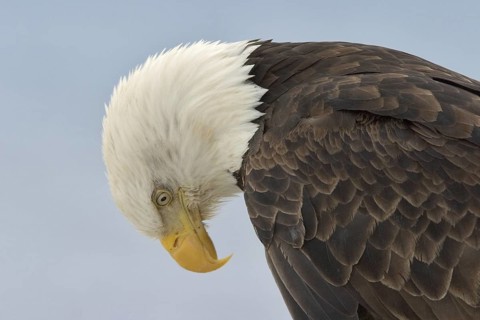 Bald Eagle (Haliaeetus leucocephalus), Alaska, USA