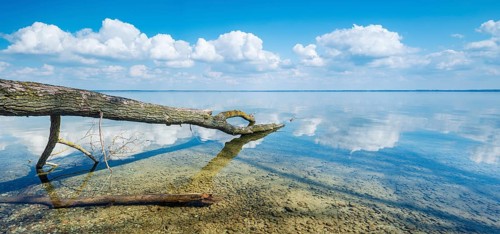 Untouched nature on the banks of Lake Müritz, tree trunks lying in the water, blue sky with cumulus