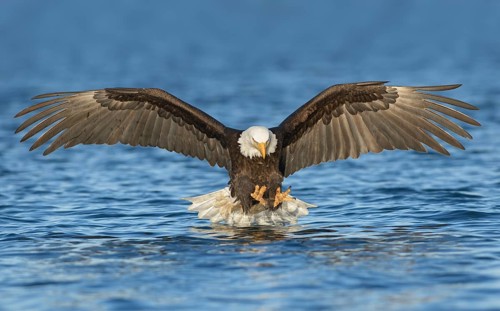 Bald Eagle (Haliaeetus leucocephalus) hunting, Alaska, USA