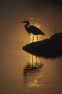 Great Blue Heron (Ardea herodias), Florida, USA