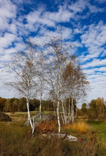 Lean meadow, altocumulus, cloudy sky with fleecy clouds and birch trees in the Blockheide nature