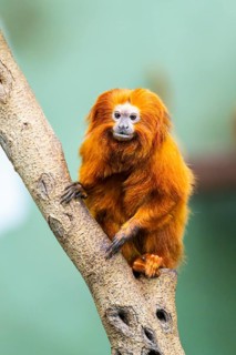 Golden lion tamarin (Leontopithecus rosalia), climbing on a tree, captive, Germany