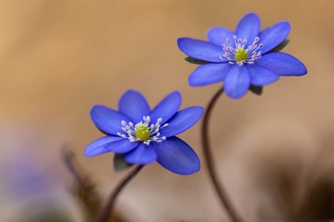 Blooming liverwort (Anemone hepatica), early bloomer, Steinhagen, Lower Saxony, Germany