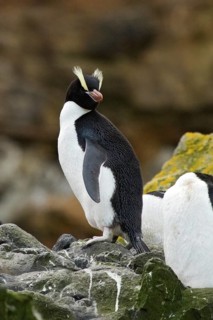 Erect-crested Penguin (Eudyptes sclateri), Antipodes Island, New Zealand