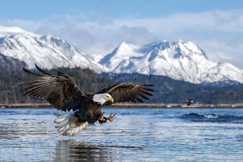 Bald Eagle (Haliaeetus leucocephalus) hunting, Alaska, USA
