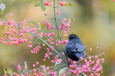 A common blackbird (Turdus merula) sits in a European spindle tree (Euonymus europaeus), and eats