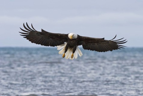 Bald Eagle (Haliaeetus leucocephalus), Alaska, USA