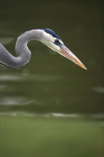 Great Blue Heron (Ardea herodias), Arizona, USA