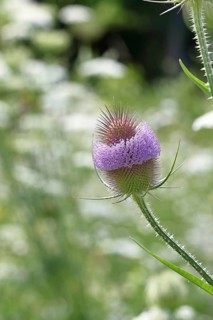 Wild teasel (Dipsacus fullonum), with flower wreath with bokeh in the background, Haiger, Hesse,