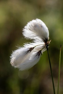 Common cottongrass (Eriophorum angustifolium), Emsland, Lower Saxony, Germany