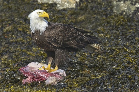 Bald Eagle (Haliaeetus leucocephalus), British Columbia, Canada