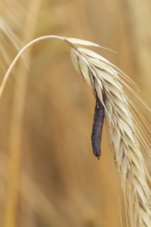 Ergot mushroom Claviceps purpurea on a ripe ear of grain