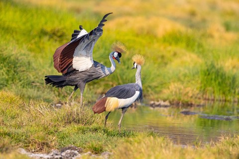 Crowned Crane (Balearica regulorum) courtship behavier South Luangwa NP Zambia August