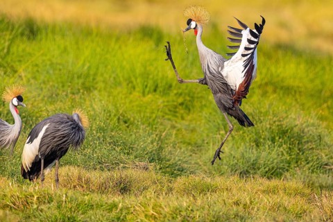 Crowned Crane (Balearica regulorum) courtship behavier South Luangwa NP Zambia August
