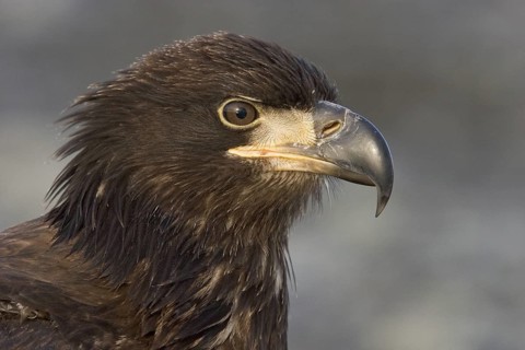 Bald Eagle (Haliaeetus leucocephalus), Alaska, USA