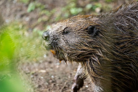 Eurasian beaver (Castor fiber) on the ground in the evening, Bavaria, Germany