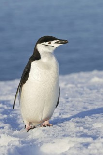 Chinstrap Penguin (Pygoscelis antarcticus), Antarctica