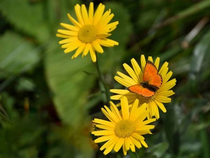 Ducat butterfly (Lycaena virgaureae) on yellow flowers, seen in Defereggen valley in East Tyrol,