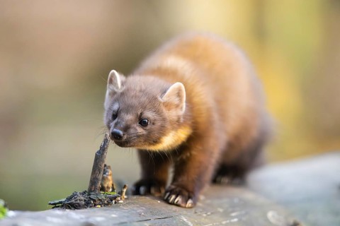 European pine marten (Martes martes) in a forest in autumn, Bavaria, Germany