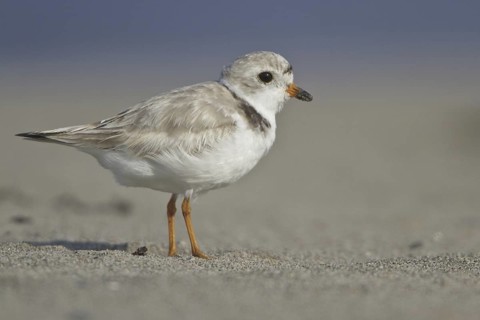 Piping Plover (Charadrius melodus), Newfoundland, Canada