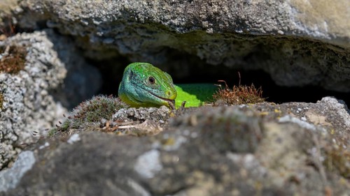 Western green lizard (Lacerta bilineata), resting on a stone of a dry stone wall, Neckar valley,