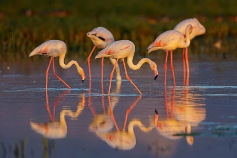 Rosaflamingo, Greater Flamingo, Phoenicopterus ruber, Phoenicopterus roseus, Flamant rose, Flamenco
