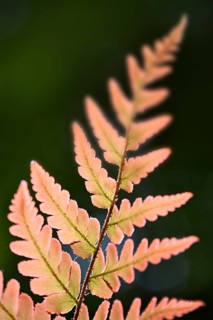 Red veil fern (Dryopteris erythrosora)